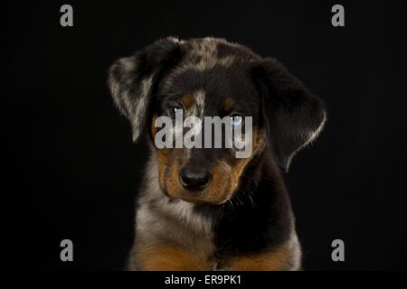 Cucciolo beauceron Foto Stock