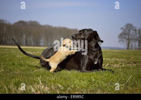 Alano e cucciolo Foto Stock