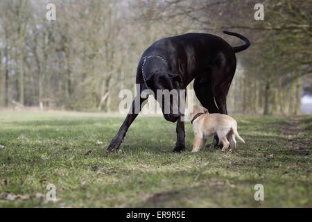 Alano e cucciolo Foto Stock