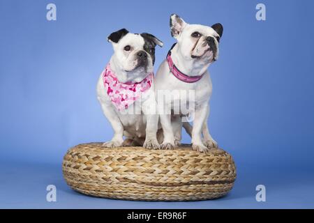 2 Bouledogue Francesi Foto Stock