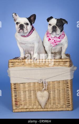 2 Bouledogue Francesi Foto Stock