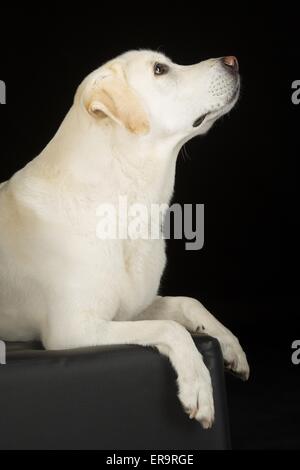 Giacente Labrador Retriever Foto Stock