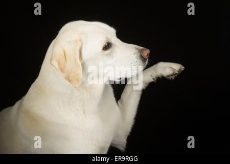 Il Labrador Retriever dà paw Foto Stock