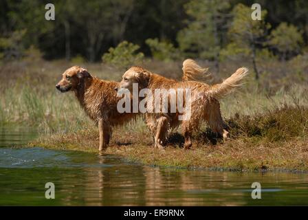 La balneazione Golden Retriever Foto Stock