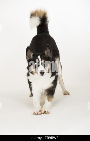 Mongrel mostra trucco Foto Stock