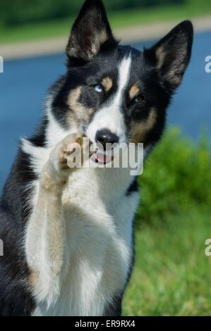 Mongrel mostra trucco Foto Stock