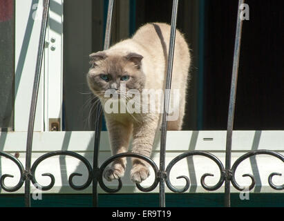 Il gatto dietro le barre sulla finestra.( Scottish Fold). Foto Stock