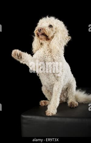 Mongrel mostra trucco Foto Stock