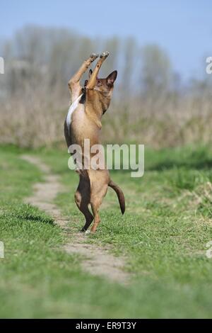 Mongrel mostra trucco Foto Stock