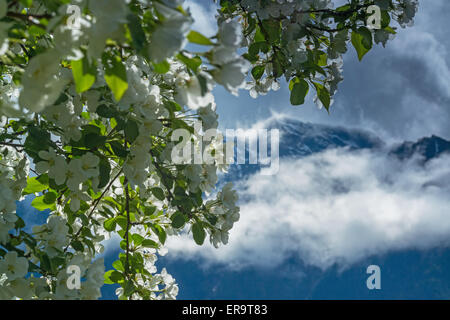 Ramo di Apple in fiore e Altyn troppo Ridge . Altai Riserva Naturale Statale. La Russia Foto Stock