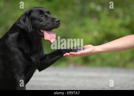 che dà la zampa Foto Stock