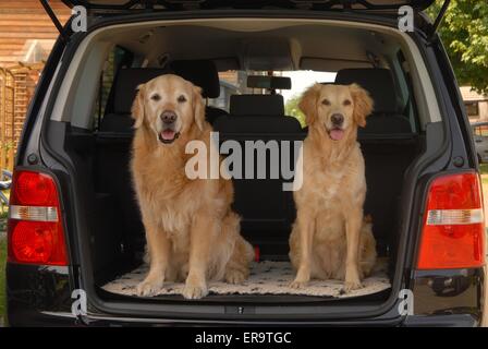 Il Golden Retriever in auto Foto Stock