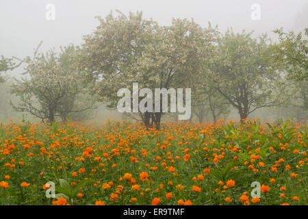 Apple Orchard e il mondo dei fiori in fiore. Altai Riserva Naturale Statale. La Russia Foto Stock