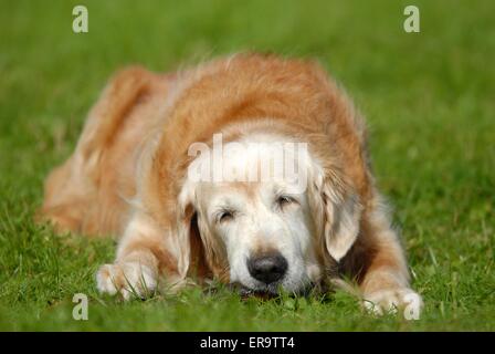 Vecchio Golden Retriever Foto Stock