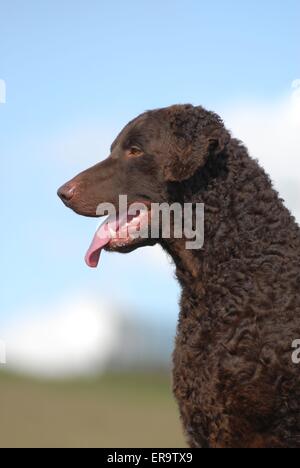 Curly rivestite Retriever ritratto Foto Stock
