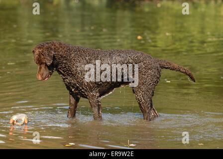 In piedi rivestiti ricci Retriever Foto Stock