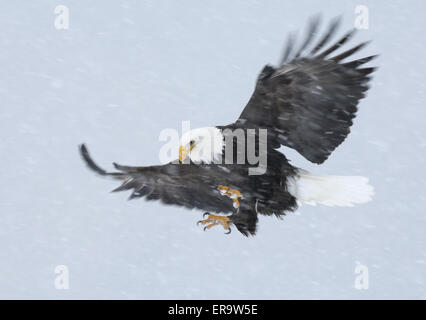 In volo il colpo di un aquila calva con artigli teso e diffondere pienamente le ali in una pesante tempesta di neve nei pressi di Omero in Alaska. Foto Stock