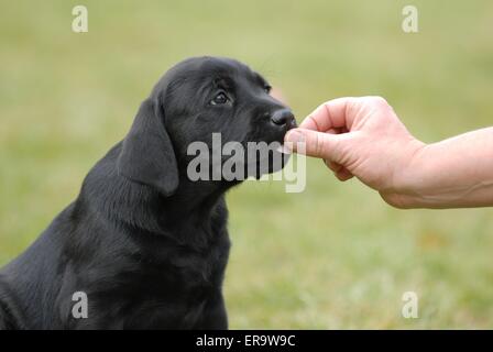 Il Labrador Retriever cucciolo Foto Stock