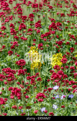 Giallo asfodeli, Asphodeline lutea, Rosso Valeriana Centranthus ruber Foto Stock