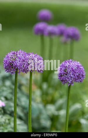 Allium "Gladiator' Fiore testa Foto Stock