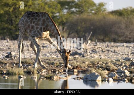 Bere Giraffe Foto Stock