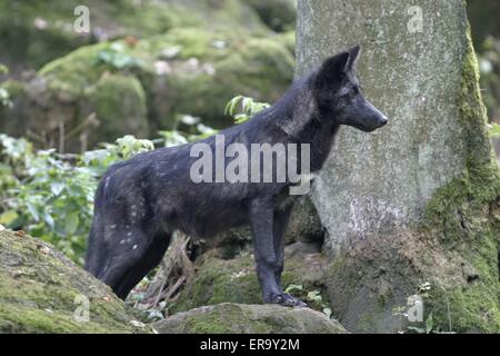 lupo in piedi Foto Stock