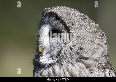 Grande gufo grigio Foto Stock