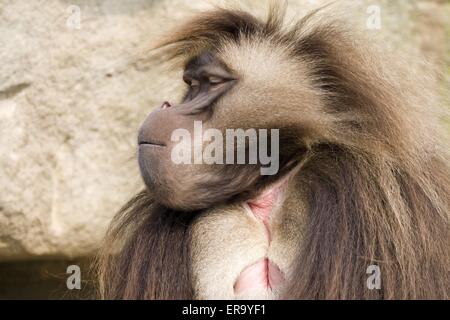 Babbuino Foto Stock