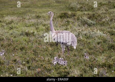 rhea americana Foto Stock