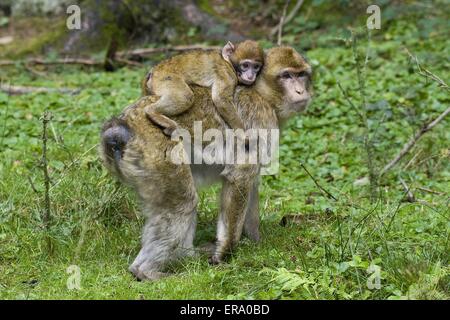 scimmia di Barbary Foto Stock