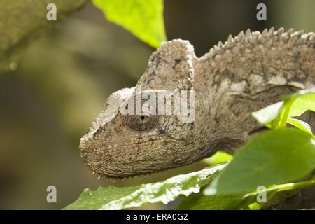 Parsons chameleon Foto Stock