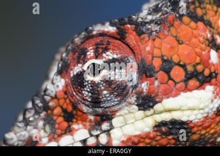 Panther chameleon Foto Stock