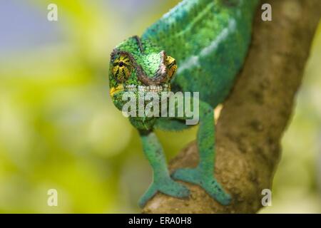 Panther chameleon Foto Stock