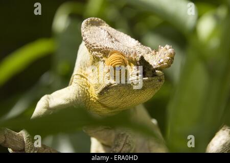 Parsons chameleon Foto Stock