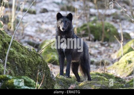 Timberwolf permanente Foto Stock