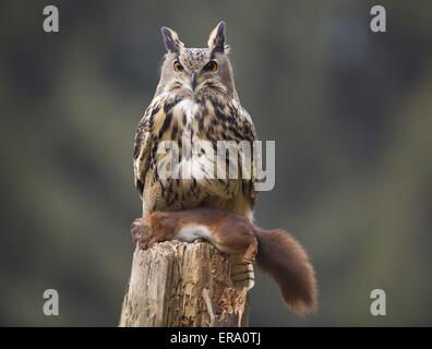 Gufo di Aquila Foto Stock