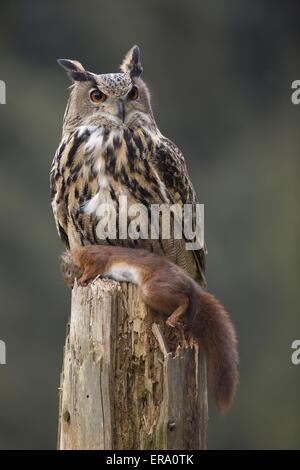 Gufo di Aquila Foto Stock