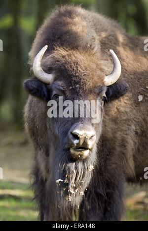 Bisonti americani ritratto Foto Stock