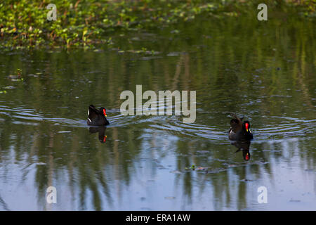 Palude di polli (Gallinula chloropus) nella palude di Orx (Francia). Poules d'eau (Gallinula chloropus) dans le marais d'ORX. Foto Stock