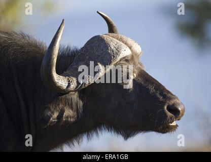 African cape buffalo Foto Stock