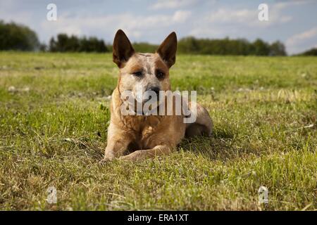Miniature pinscher Foto Stock