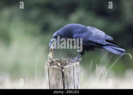 Corvo comune Foto Stock