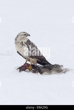 Eurasian comune Buteo Foto Stock