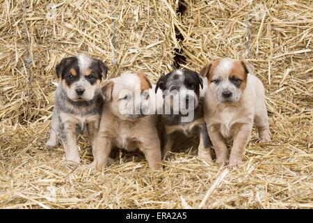 Miniature pinscher cuccioli Foto Stock