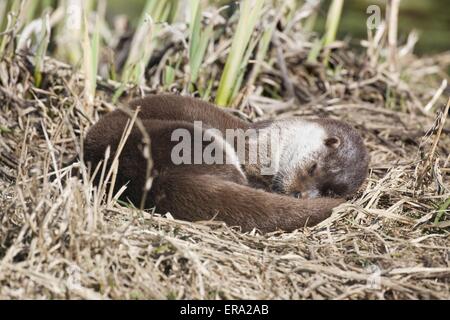 Lontra comune Foto Stock