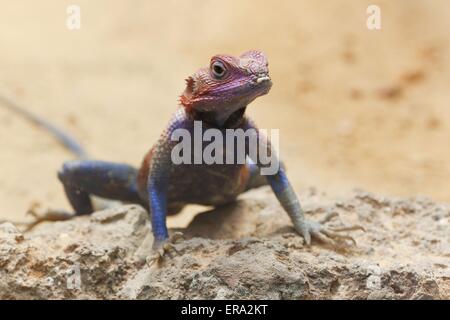 Mwanza a testa piatta Agama Rock Foto Stock