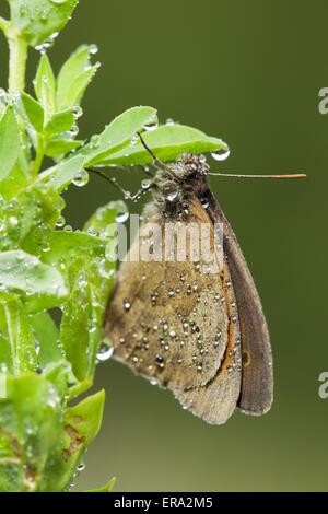 Grande heath butterfly Foto Stock