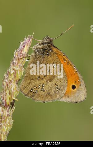 Grande heath butterfly Foto Stock