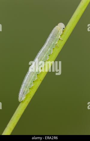 Grande heath butterfly grub Foto Stock