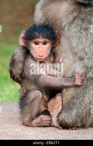 Carino baby chacma baboon (Papio hamadryas) nelle braccia di sua madre, Sud Africa Foto Stock